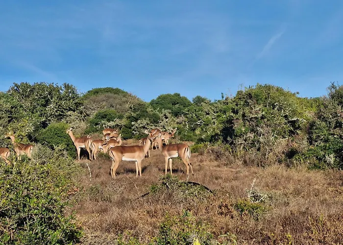 Harmony Luxury Tents & Safari