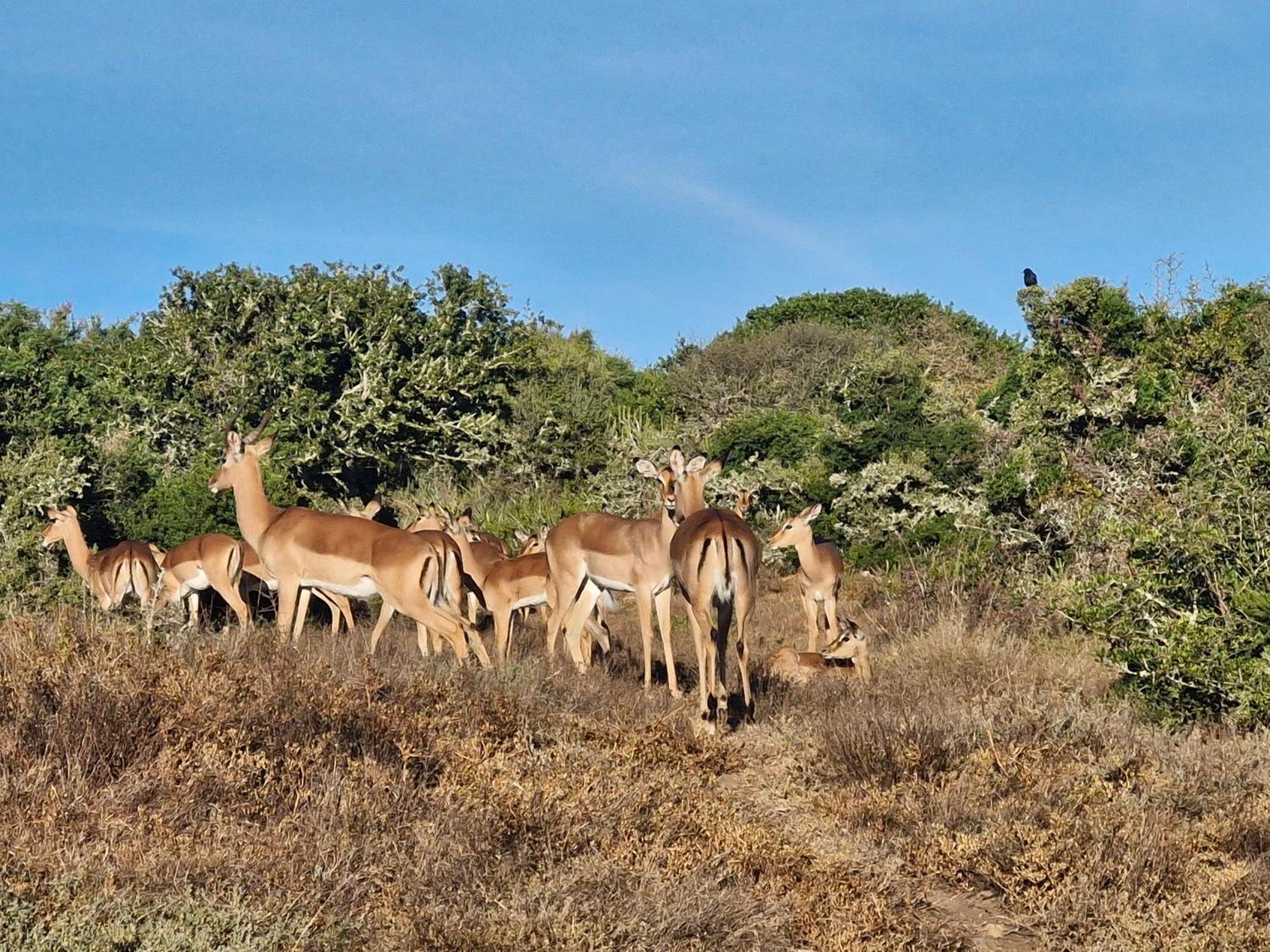 Harmony Luxury Tents & Safari