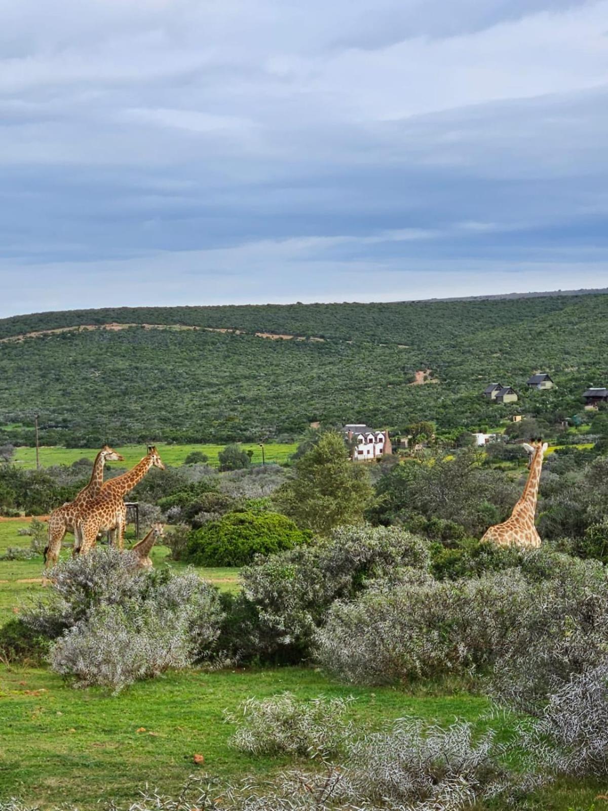 Harmony Luxury Tents & Safari Lodge Addo
