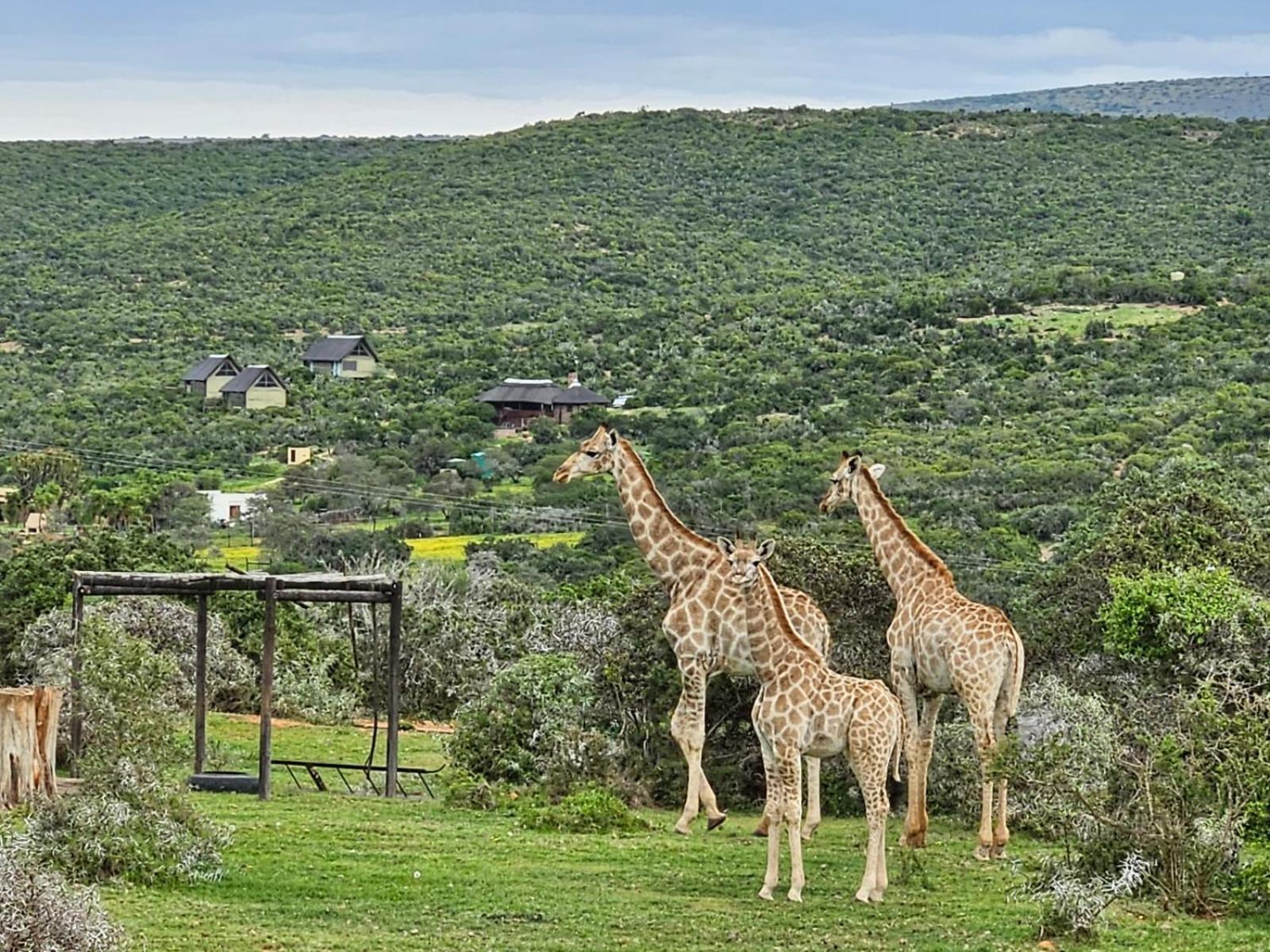 Lodge Harmony Luxury Tents & Safari *
