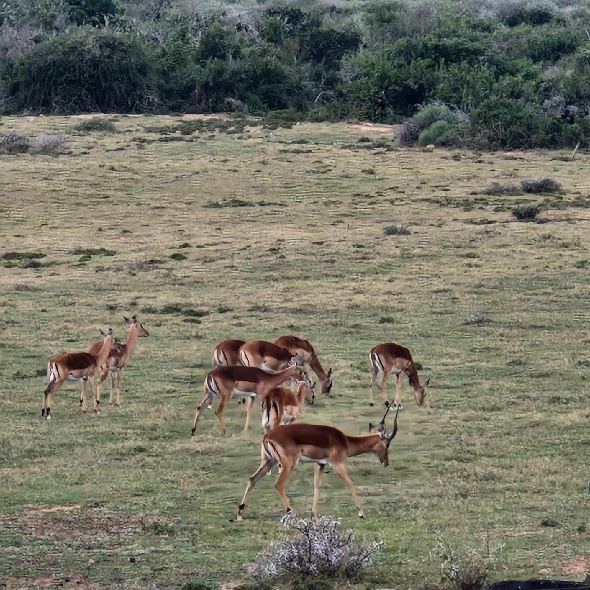 Lodge Harmony Luxury Tents & Safari