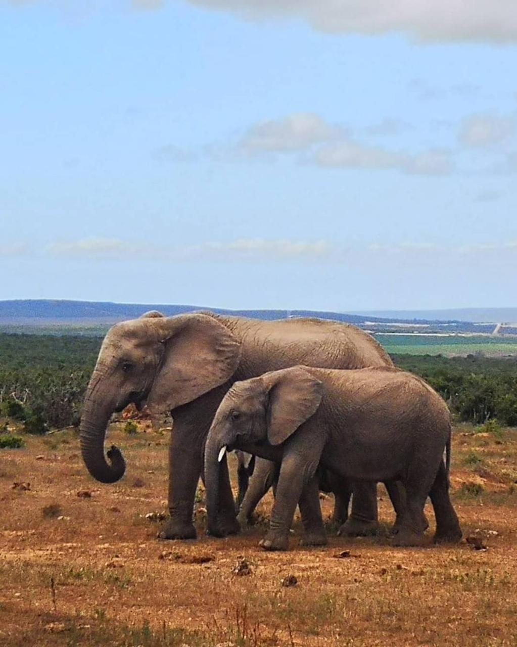 Lodge Harmony Luxury Tents & Safari *